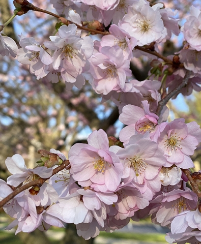 Close up shot of flowering cherry tree on campus, dozens of delicate light pink flowers