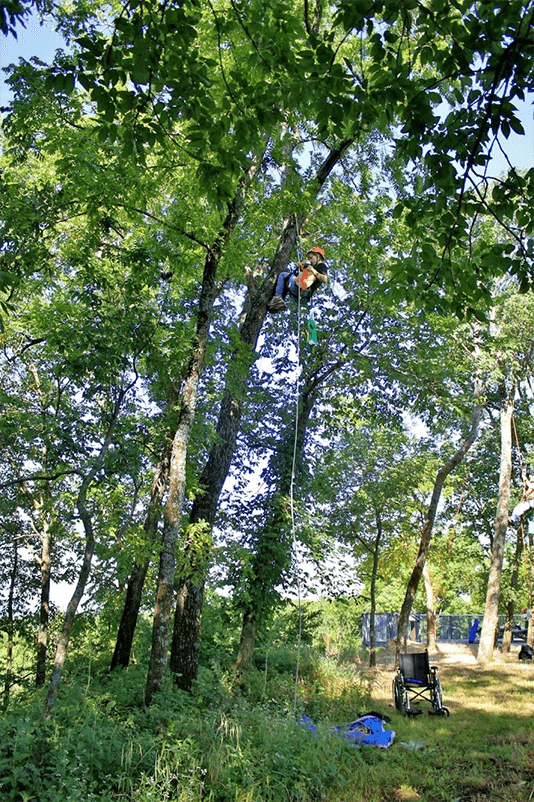 Photo of student high in tree collecting samples