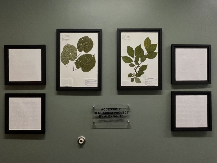 After Photo of the Herbarium Feature that Includes a Tactile Display in Braille