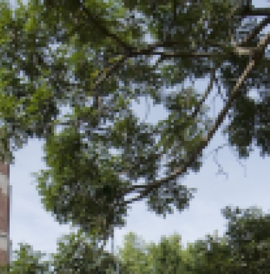 Beaumont tower and surrounding trees